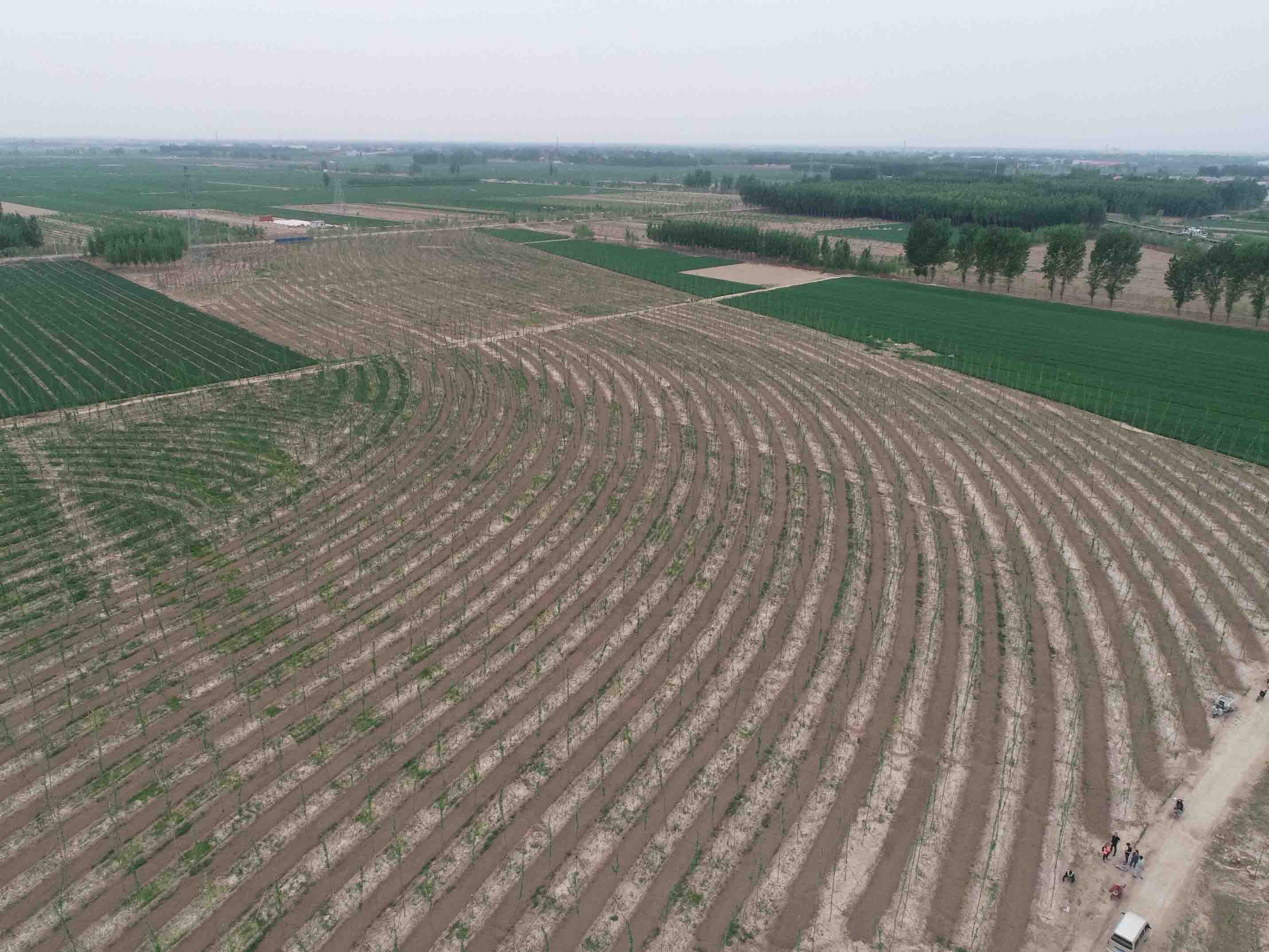 1655786802975120.jpg 雄安新区千年秀林(替换).jpg